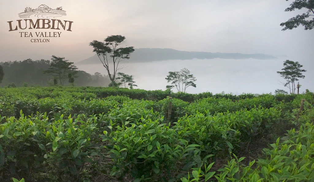 ලුම්බිණි තේ සඳහා ජාත්‍යන්තර සම්මානයක්