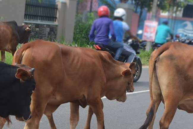 වයඹ පළාතට ගවයින් ප්‍රවාහනය හා පිටකිරීම තහනම්