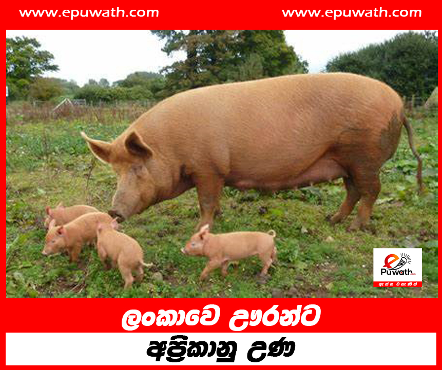 ලංකාවේ ඌරන්ට අප්‍රිකානු උණ