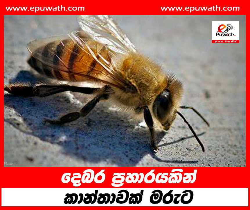 දෙබර ප්‍රහාරයකින් කාන්තාවක් මරුට