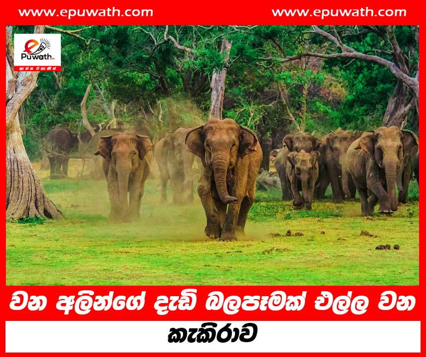 අලින්ගේ දැඩි බලපෑමක් එල්ල වන කැකිරාව