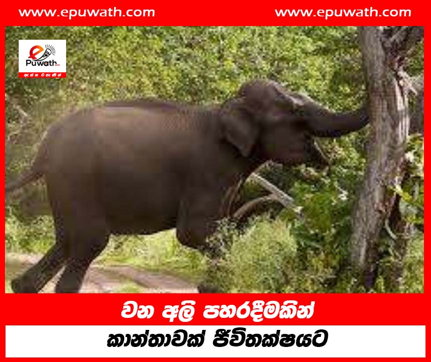 වන අලි පහරදීමකින් කාන්තාවක් ජීවිතක්ෂයට