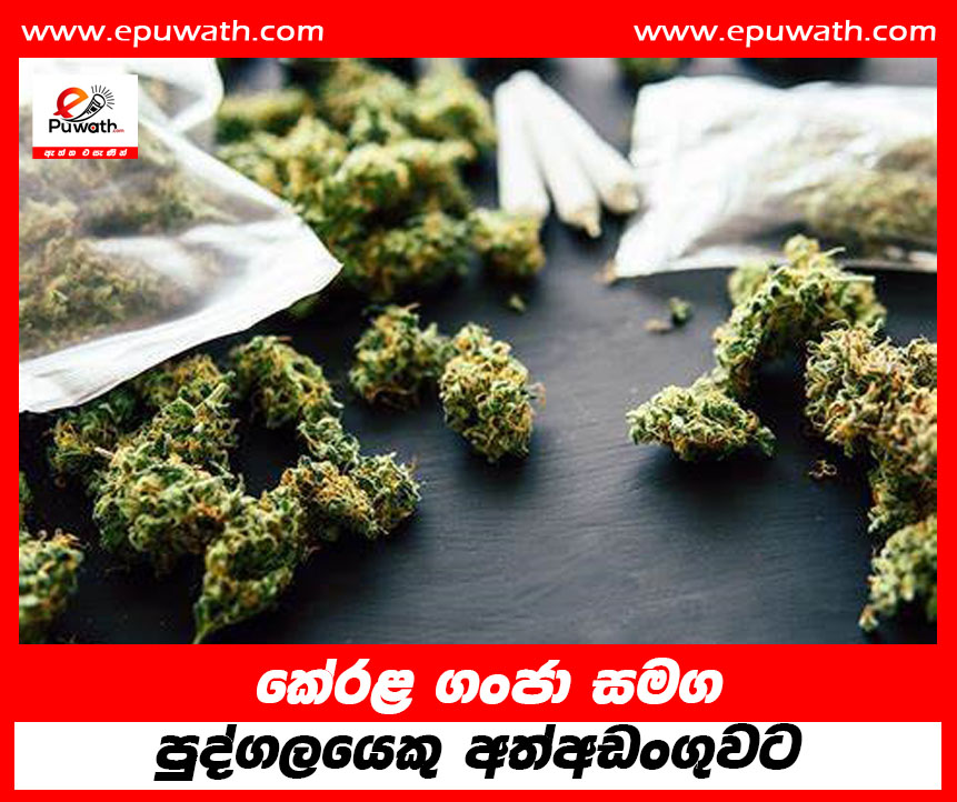 කේරළ ගංජා සමග පුද්ගලයෙකු අත්අඩංගුවට